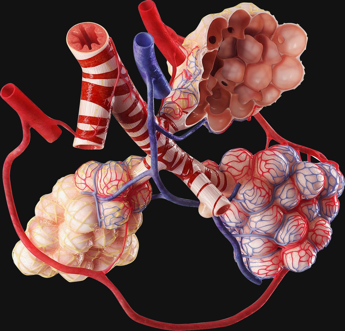 3d4medical 3d4medical